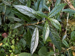 Hydrangea chinensis