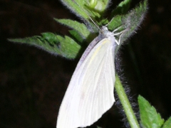 Pieris canidia
