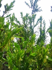 Diospyros glabra