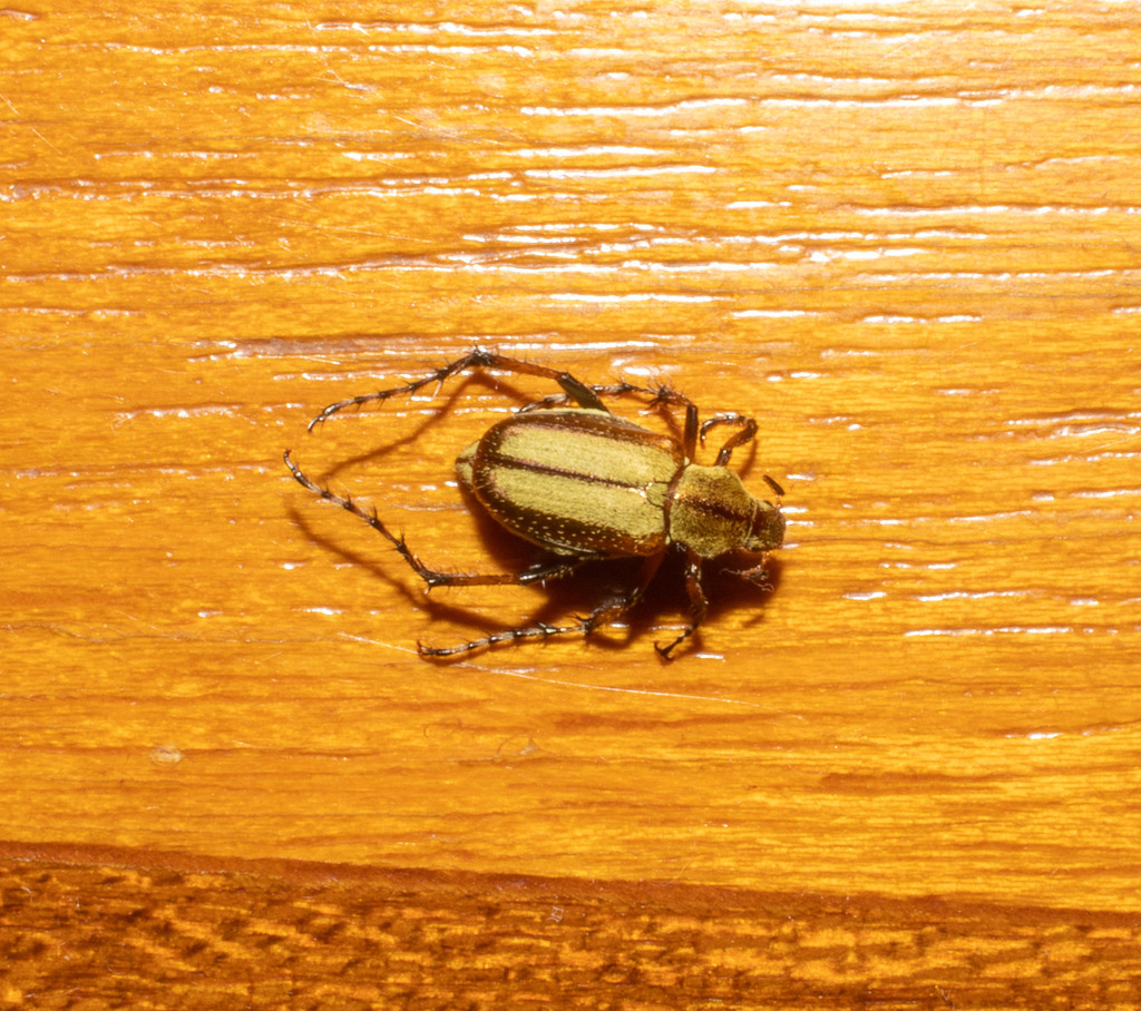 Macrodactylus affinis