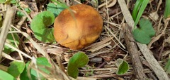 Calvatia rubroflava