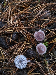 Mycena pura