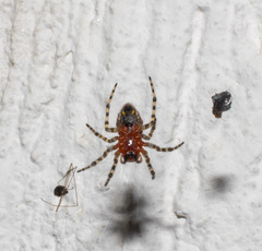 Alpaida alticeps