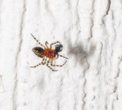 Alpaida alticeps