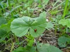 Sphaeroderma testaceum