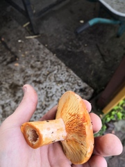 Lactarius deliciosus