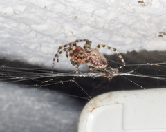 Alpaida alticeps