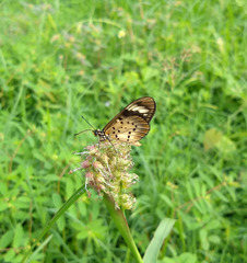Acraea