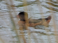 Heteronetta atricapilla