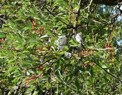 Cephisus siccifolius