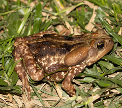 Rhinella icterica