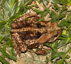 Rhinella icterica