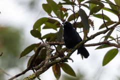 Tachyphonus coronatus