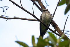 Empidonomus varius