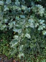 Rubus taitoensis