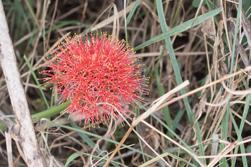 Scadoxus multiflorus subsp. multiflorus image