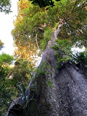 Ficus macrophylla