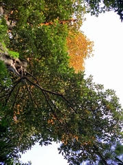 Ficus macrophylla