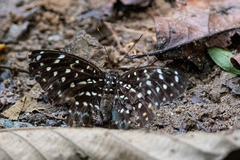 Lexias pardalis dirteana