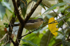 Trichothraupis melanops