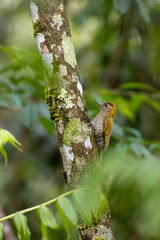 Dryobates maculifrons