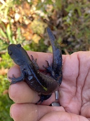 Ambystoma jeffersonianum