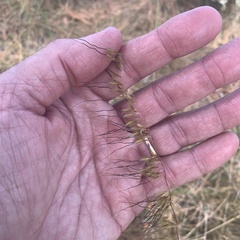 Sorghastrum
