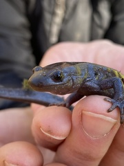 Ambystoma jeffersonianum