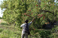 Cephisus siccifolius