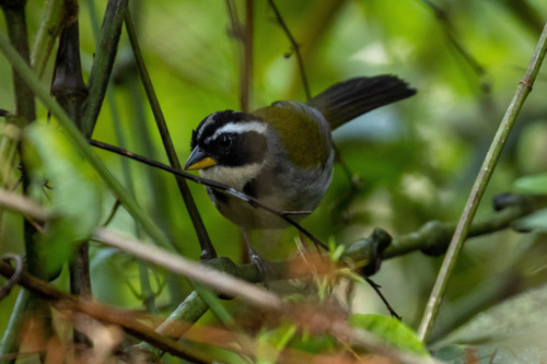 Half-collared Sparrow (Arremon semitorquatus), photo 4