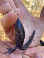 Ambystoma jeffersonianum
