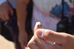 Cephisus siccifolius