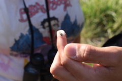 Cephisus siccifolius