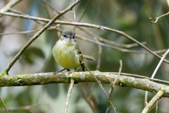 Phylloscartes ventralis