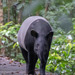 Malayan Tapir - Photo (c) John Clough, some rights reserved (CC BY-NC), uploaded by John Clough