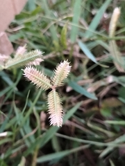 Dactyloctenium aegyptium