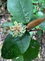 Trichocladus crinitus