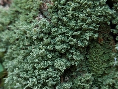 Cladonia parasitica