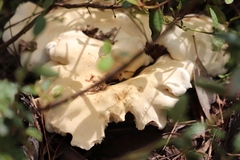 Omphalotus nidiformis