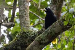 Psarocolius decumanus