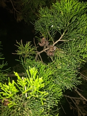 Callitris columellaris