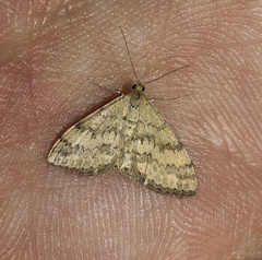 Scopula rubraria