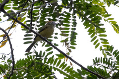 Hylophilus poicilotis