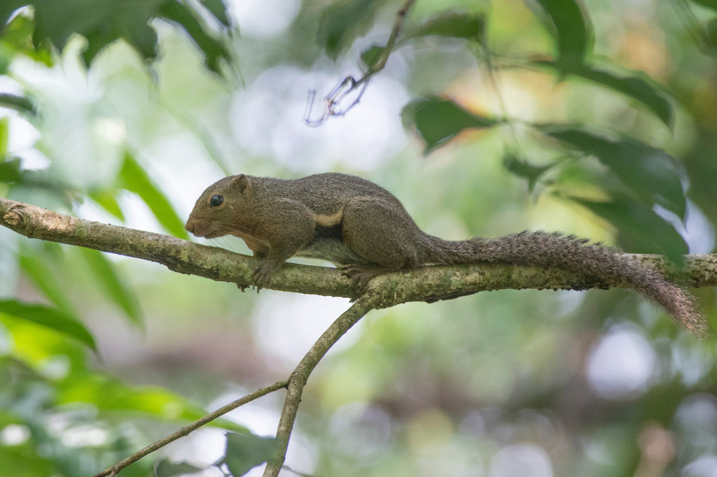 Black-striped Squirrel (Callosciurus nigrovittatus)