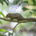 Black-striped Squirrel - Photo (c) John Clough, some rights reserved (CC BY-NC), uploaded by John Clough