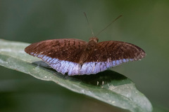 Tanaecia