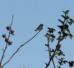 Chlorostilbon lucidus