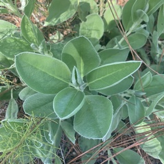 Lupinus cumulicola