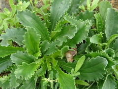 Anarrhinum