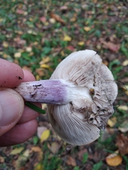 Lepista personata